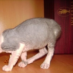 Продам котят донского сфинкса